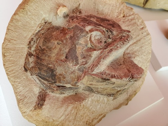 A rare collection of nine beautifully preserved fossil fish - including an eye-popping pachycormus fish in three dimensions - is on public display for the first time at Stroud’s Museum in the Park. unnamed 83 | Rare collection revealed at museum