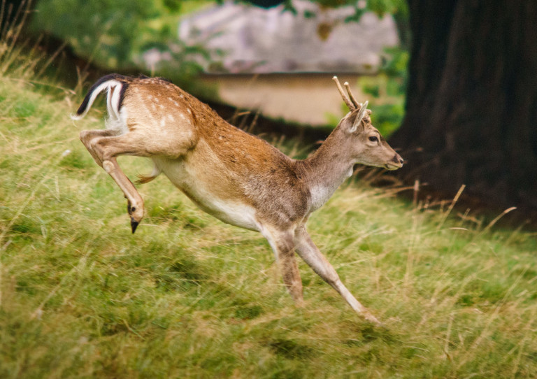 Police searching for owner of dog that chased and fatally attacked a deer in Amberley