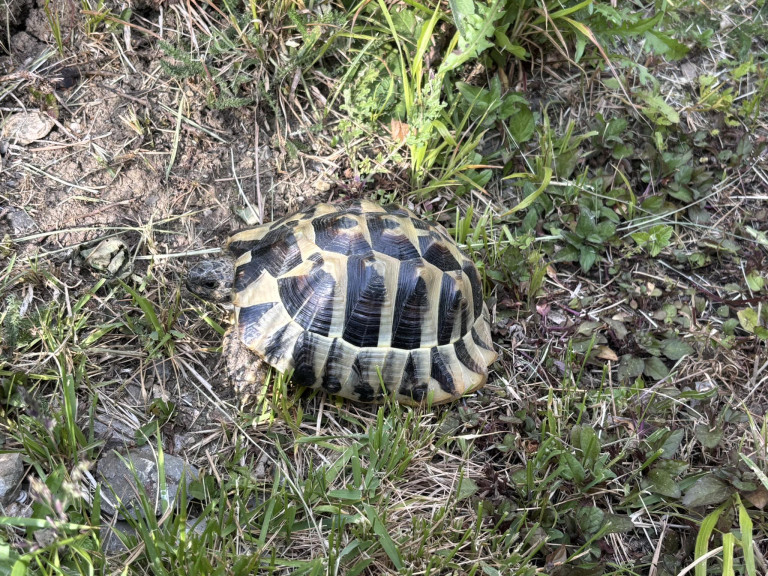 Hunt for owner of roaming tortoise found in Amberley