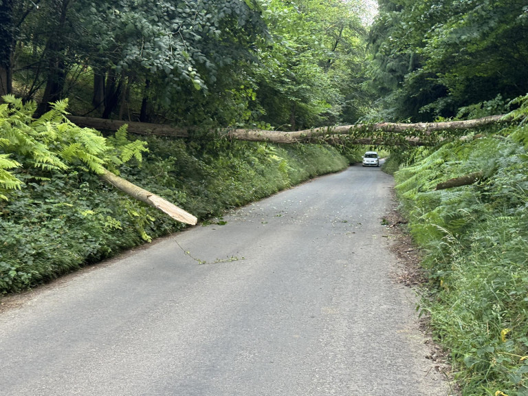 Fallen tree blocks road
