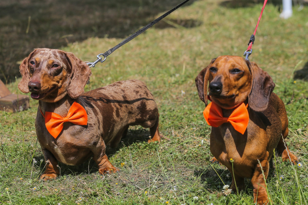 A resident at a care home in Stroud turned 102 in true tail-wagging style – with an invasion from her favourite four-legged friends. Scarlet House | Forget 101 Dalmatians…Stroud care home resident celebrates 102nd birthday with dachshunds