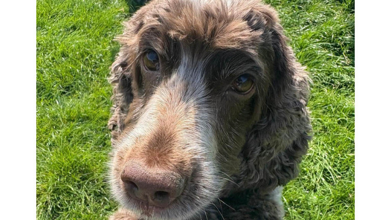 Adder warning after dog dies from venomous bite