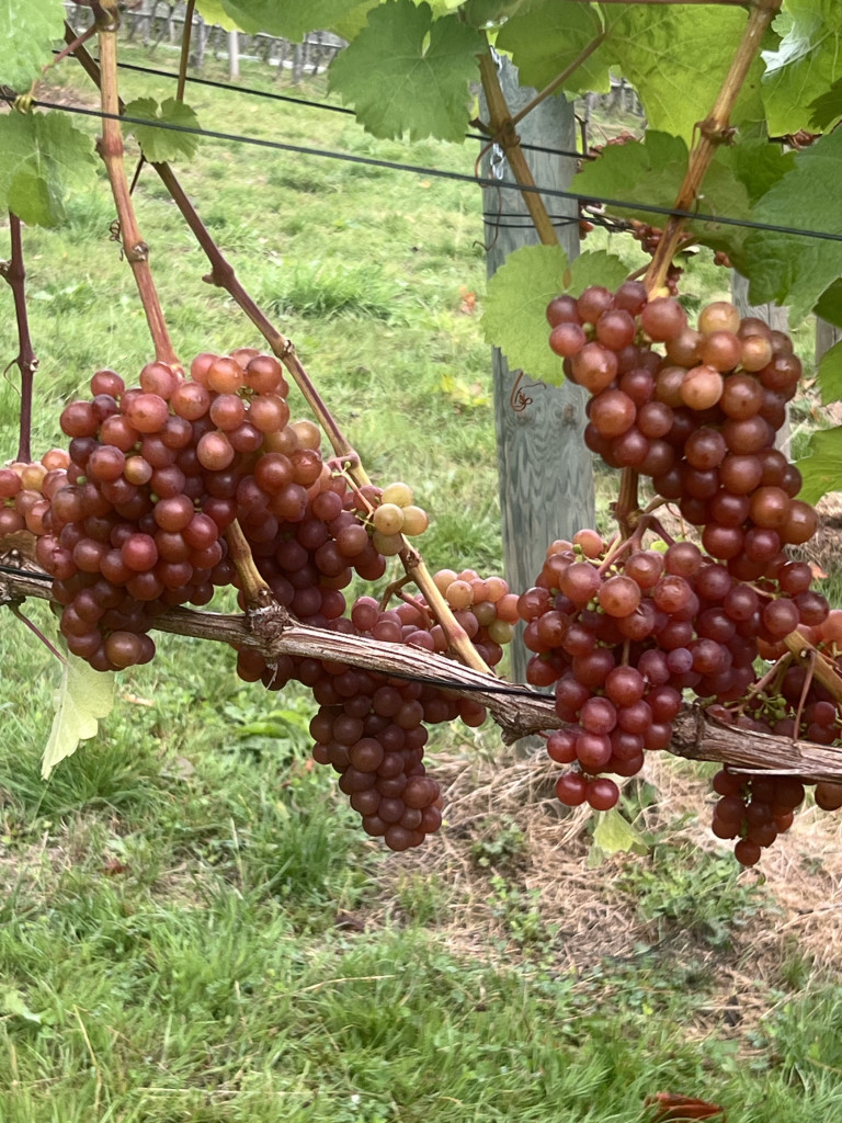 Siegerrebe 3 | Irrigation in the vineyard: a question of roots, rain, and responsibility