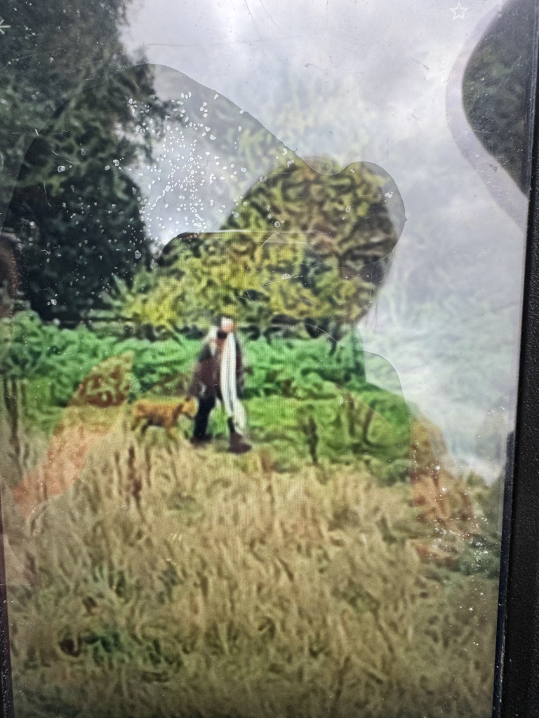 Police are appealing for information after two dogs were witnessed chasing sheep in a field in Woodchester. image0 2025 10 24T160103.225 | Appeal after pregnant sheep injured in dog attack in Woodchester