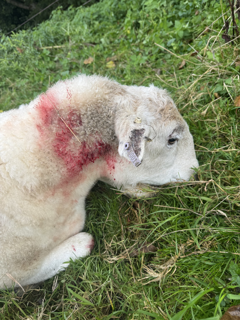 Police are appealing for information after two dogs were witnessed chasing sheep in a field in Woodchester. image2 29 | Appeal after pregnant sheep injured in dog attack in Woodchester