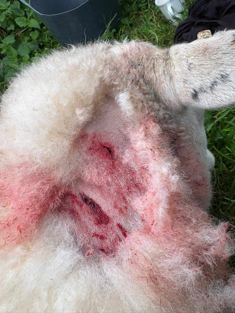 Police are appealing for information after two dogs were witnessed chasing sheep in a field in Woodchester. image3 20 | Appeal after pregnant sheep injured in dog attack in Woodchester