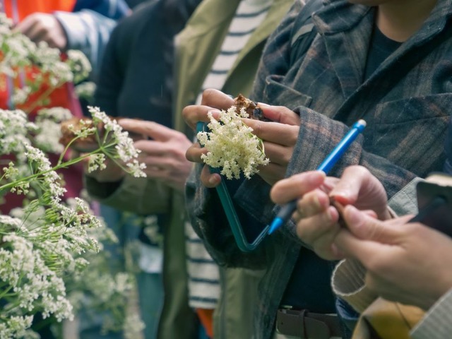 Foraging elderflowe 2 | Voltaire’s Wood launches fully funded “Woodwise” outdoor classroom programme