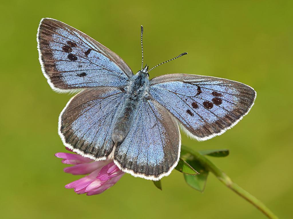 Large Blue | Memories of Sir David Attenborough's visit to WWT Slimbridge